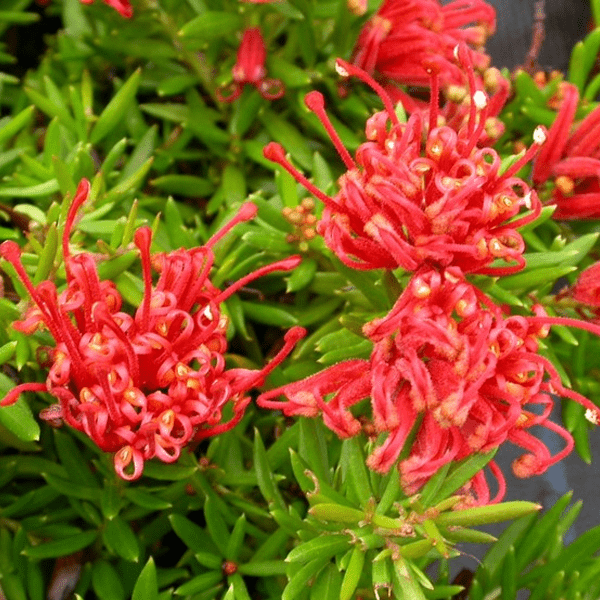Гревиллея (Grevillea)