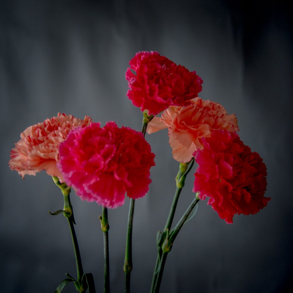 Гвоздика (Dianthus) Гвоздика (Dianthus)