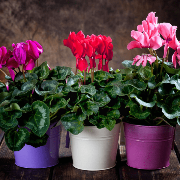 Цикламен (Cyclamen)