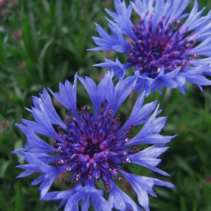 Центаурея (Centaurea) горная