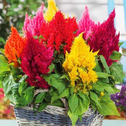 Целозия (Celosia) перистая