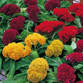 Целозия (Celosia) гребенчатая