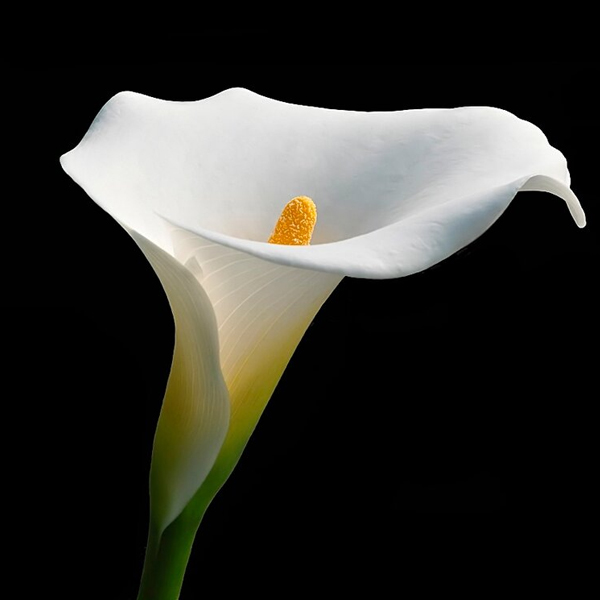 Зантедеския (Zantedeschia)