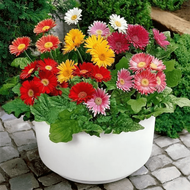 Гербера (Gerbera) мини