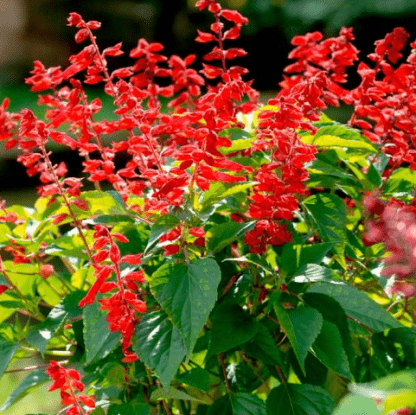 Сальвия (Salvia)