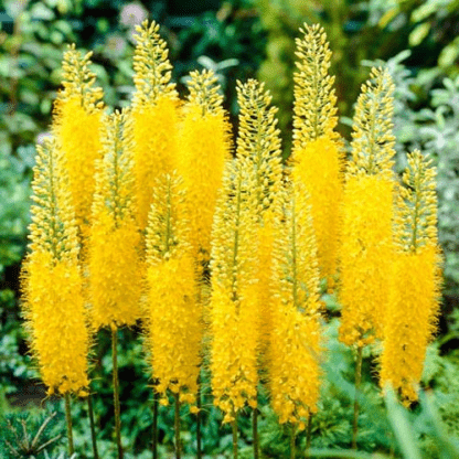 Эремурус (Eremurus) узколистный
