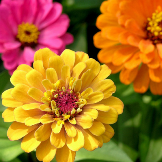 Цинния (Zinnia)