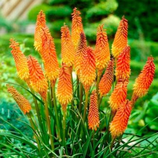 Книфофия (Kniphofia)