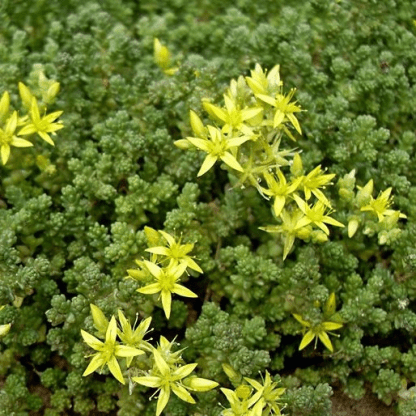 Седум (Sedum)