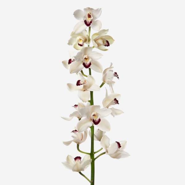 Дендробиум (Dendrobium)