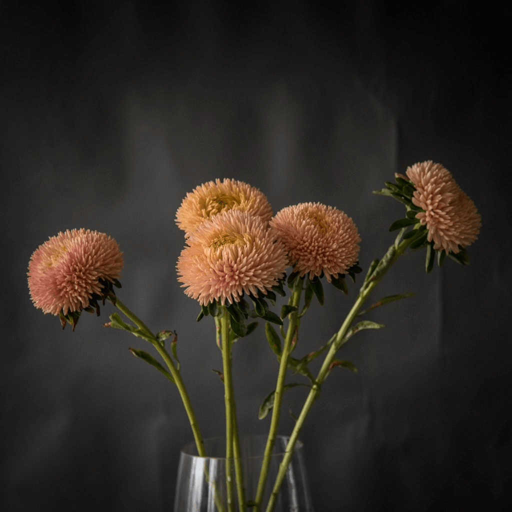Астра (Aster)