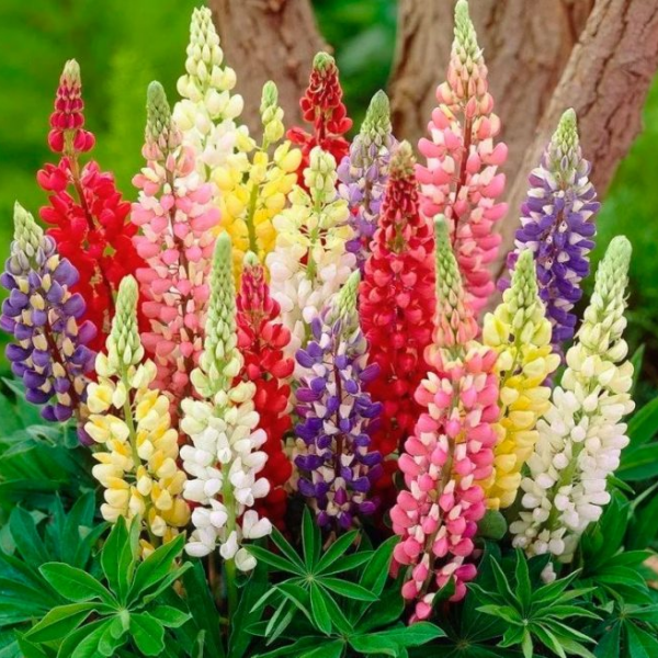 Люпин (Lupinus) Люпин (Lupinus)