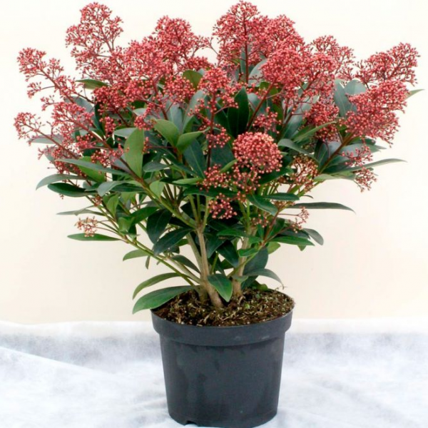 Скиммия (Skimmia japonica) Скиммия (Skimmia japonica)