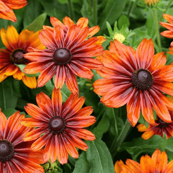 Гелениум (Helenium)