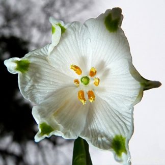 Леукоюм (Leucojum)