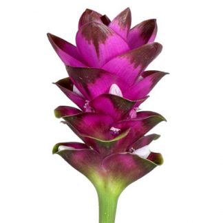 Куркума (Curcuma)