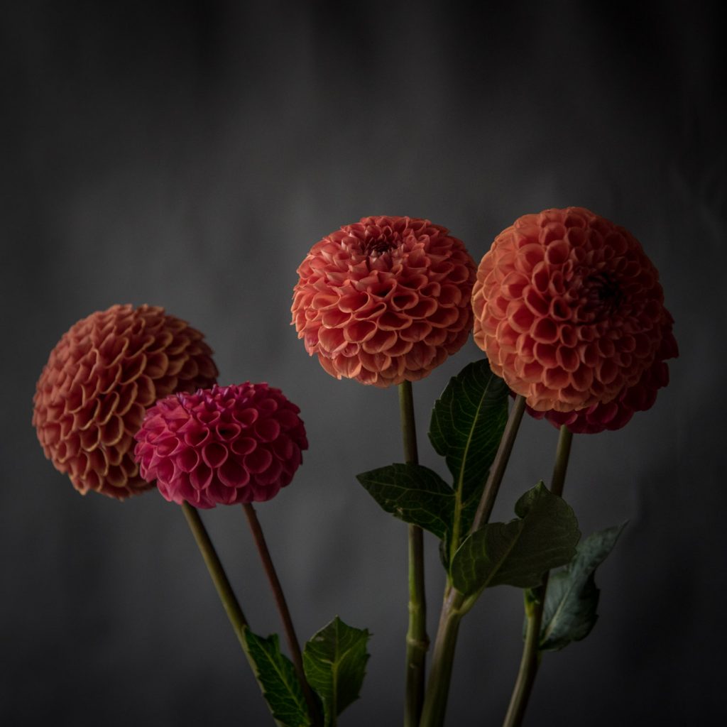 Далия (Dahlia)