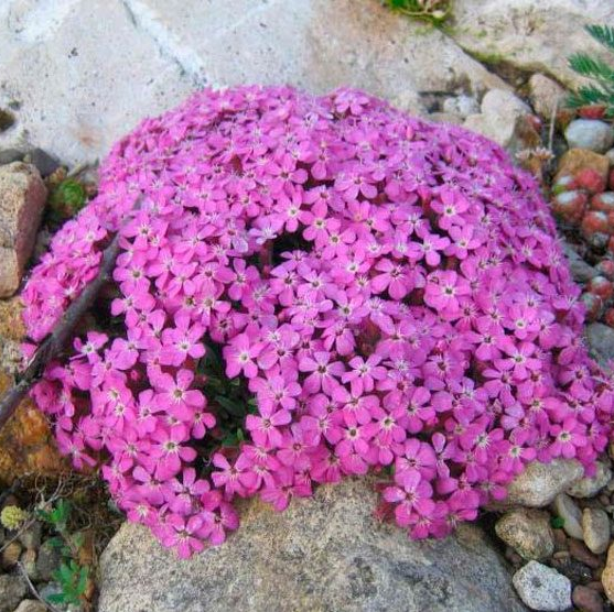 Сапонария (Saponaria) Сапонария (Saponaria)