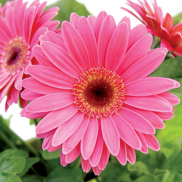 Гербера (Gerbera) крупная Гербера (Gerbera) крупная