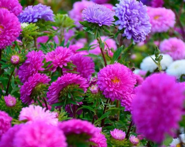 Астра (Aster) Астра (Aster)