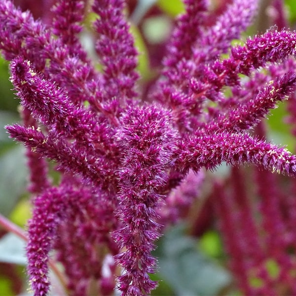 Амарант (Amaranthus)
