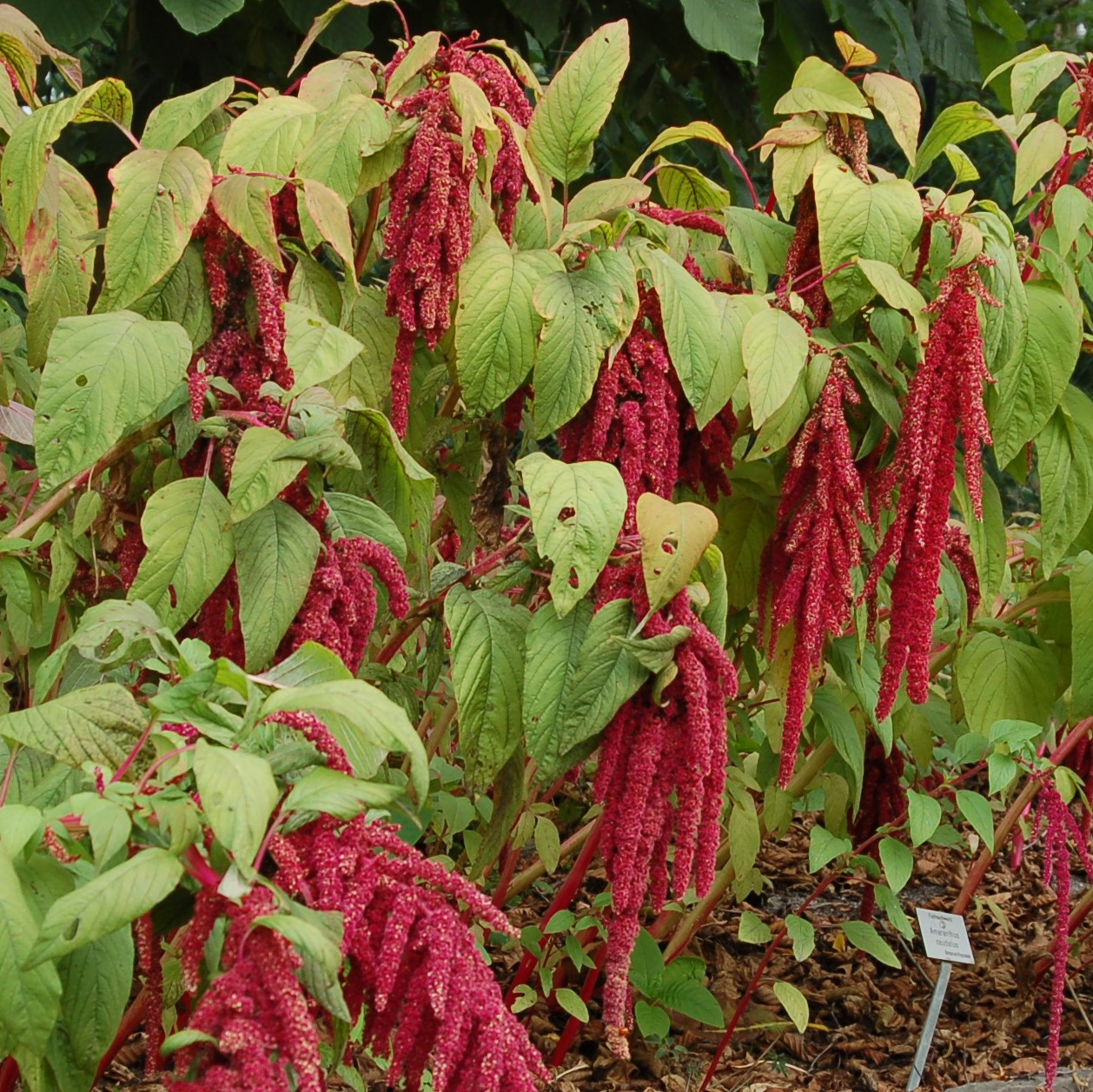 Амарант (Amaranthus) хвостатый Амарант (Amaranthus) хвостатый