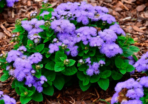 Агератум (Ageratum) Агератум (Ageratum)
