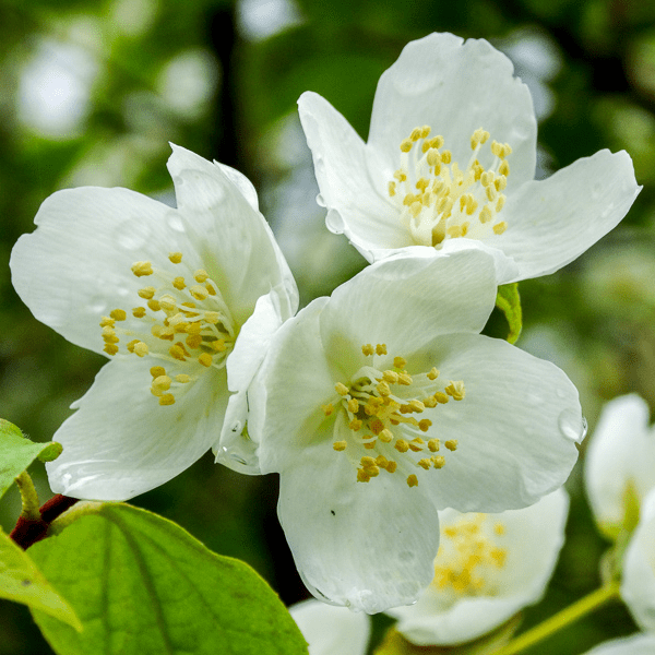 Филадельфус (Philadelphus)