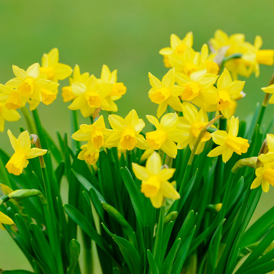 Нарцисс (Narcissus)