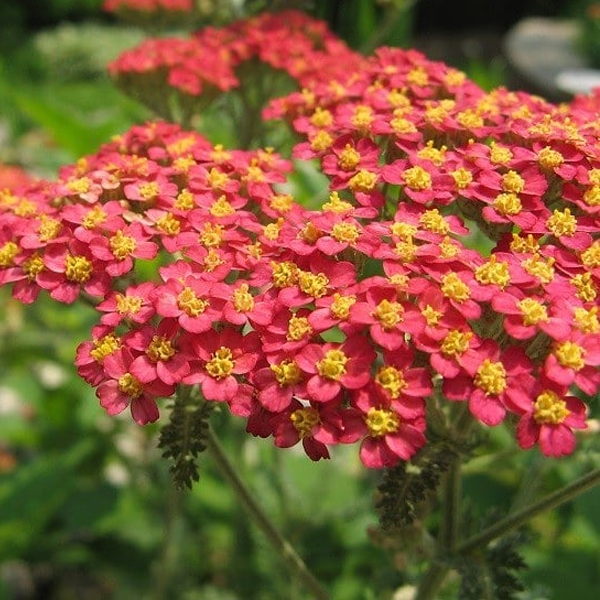 Ахиллея (Achillea) обыкновенная