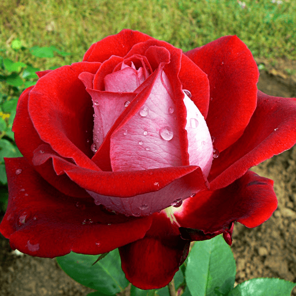Роза (Rosa) одноголовая
