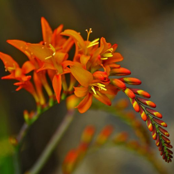 Крокосмия (Crocosmia)