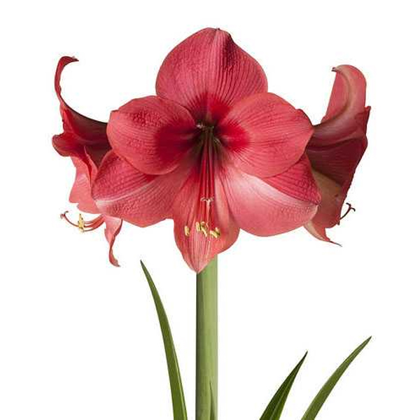 Гиппеаструм (Hippeastrum)