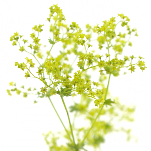 Альхемилла (Alchemilla)