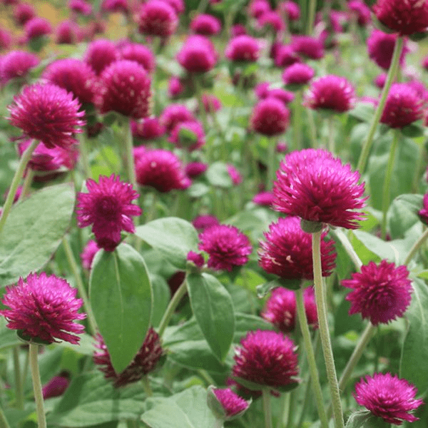 Гомфрена (Gomphrena)