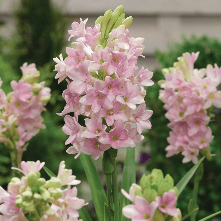 Полиантес (Polianthes)