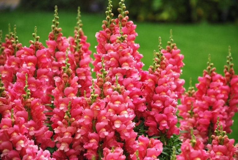 Антирринум (Antirrhinum) Антирринум (Antirrhinum)