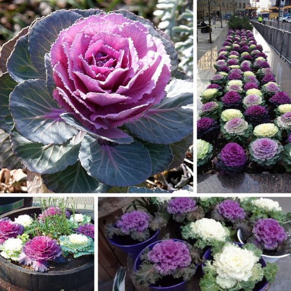 Брассика (Brassica) Брассика (Brassica)