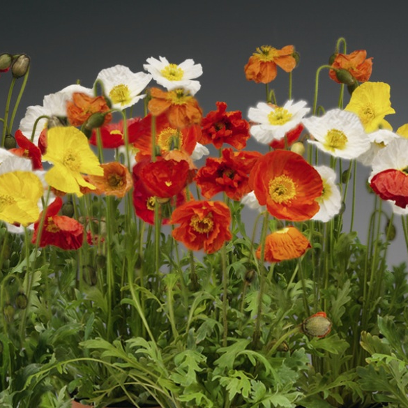Папавер (Papaver)