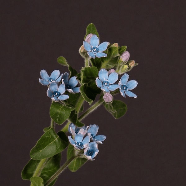 Оксипеталум (Oxypetalum)