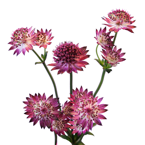Астранция (Astrantia)