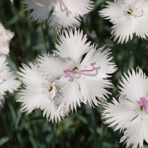Диантус (Dianthus) ремонтантный