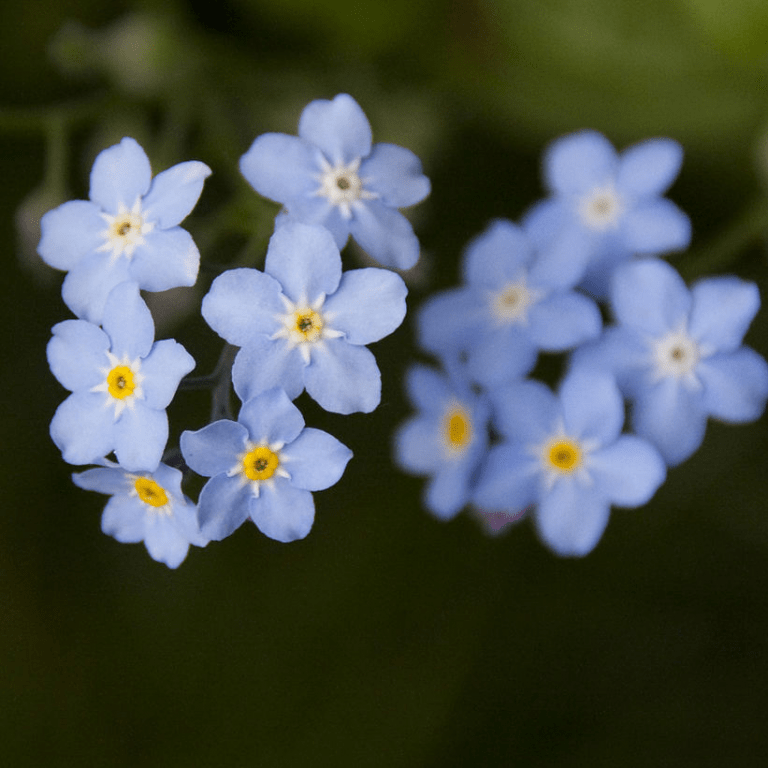 Миозотис (Myosotis)