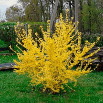 Форзиция (Forsythia)