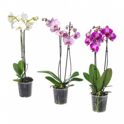 Фаленопсис (Phalaenopsis)