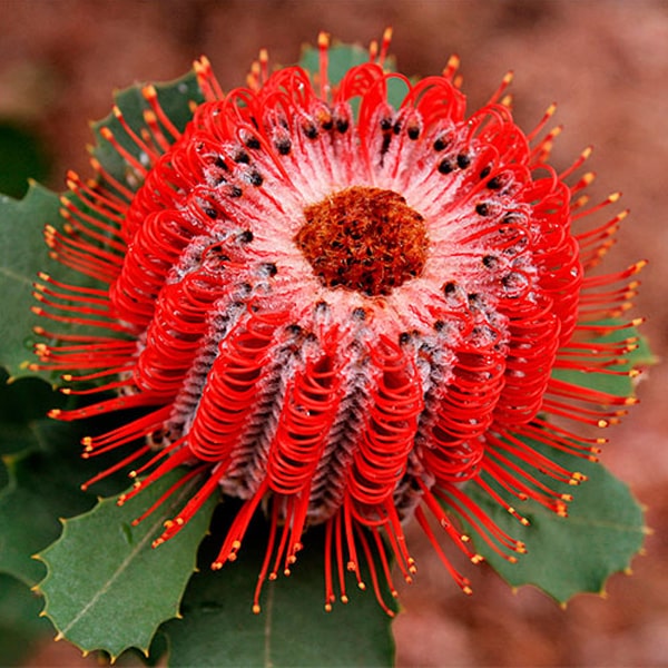 Банксия (Banksia)