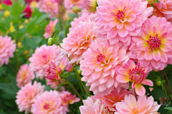 Далия (Dahlia) Далия (Dahlia)