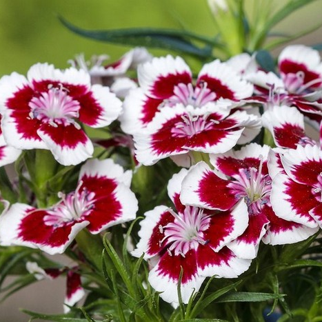 Диантус (Dianthus) бородатый