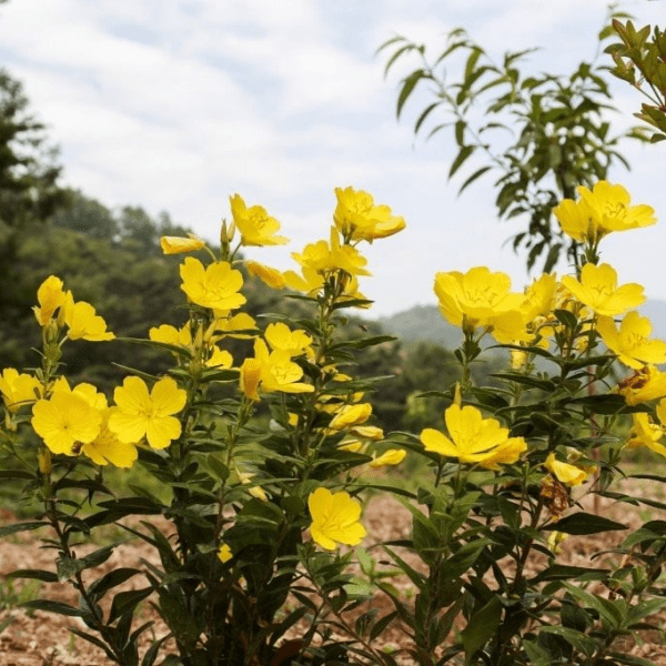 Энотера (Oenothera)