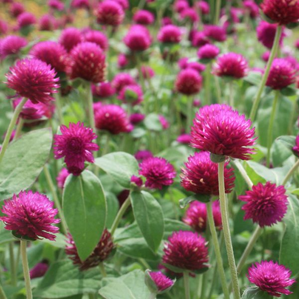 Гомфрена (Gomphrena)